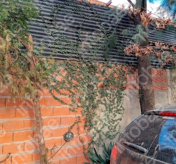 Invasión de ramas, grietas en un tapial y un juicio entre vecinos: la Justicia obliga a una mujer a podar árboles y plantas