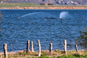 La ballena Timmy rociada con agua luego de quedar atrapada en un banco de arena. (Foto AP/Michael Probst)