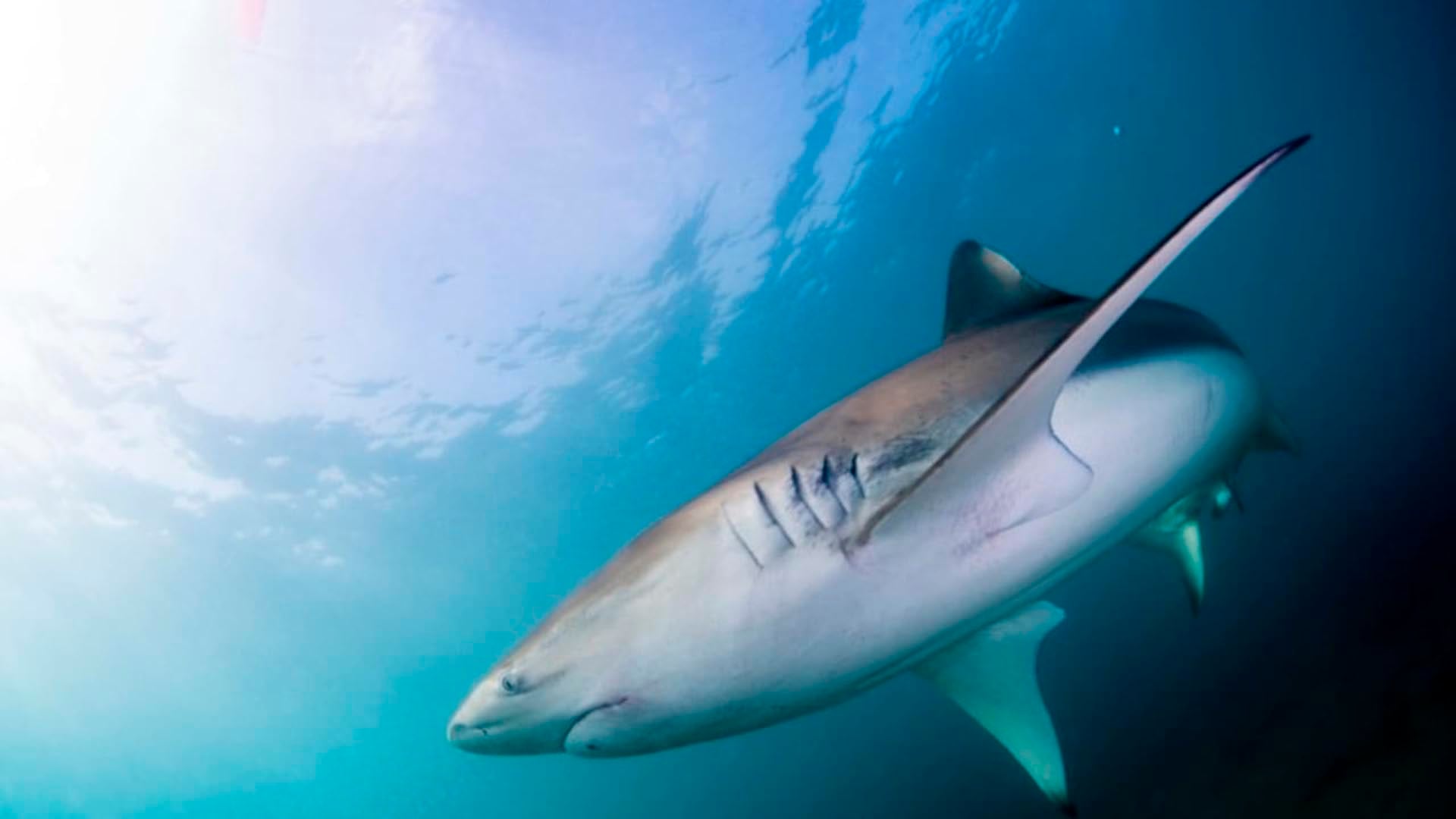 El estudio destaca el papel de los medios y la cultura en la amplificación del riesgo asociado a los tiburones, pese a la baja frecuencia real de ataques - (Fuente: HAGAI NETIV/MORRIS KHAN STATION FOR SEA EXPLORATION IN HAIFA UNIVERSITY)