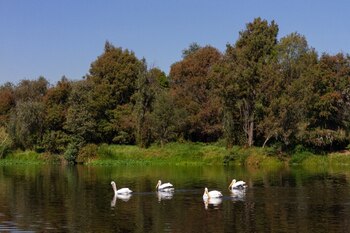 Lago en CDMX