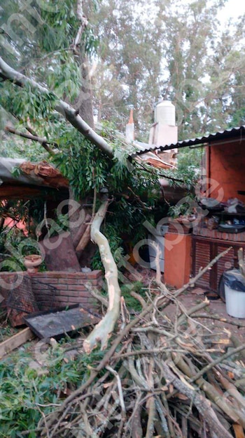 Cayeron dos árboles de su casa sobre la del vecino durante un temporal y deberá indemnizarlo