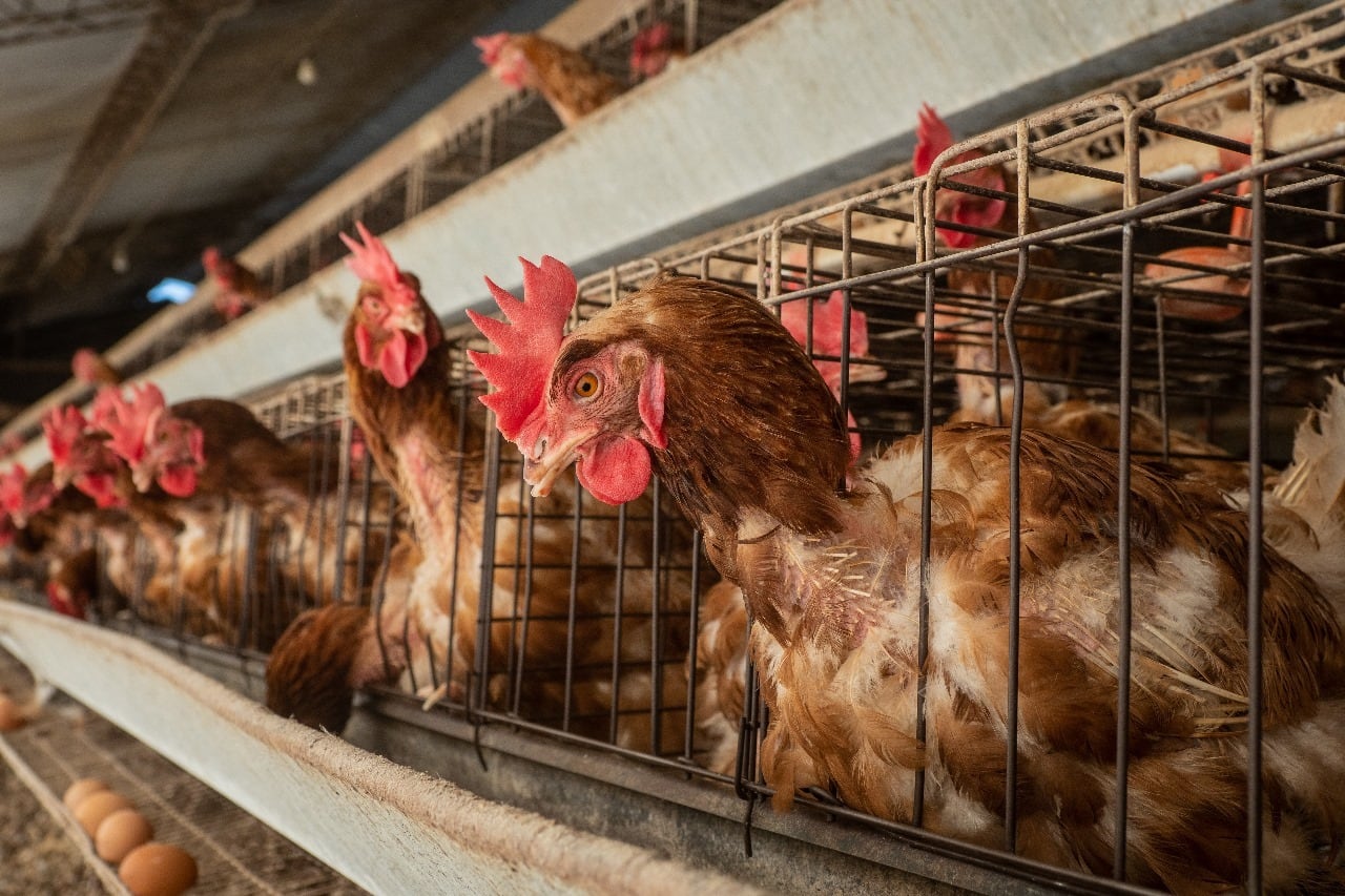 En Perú, aproximadamente 29 millones de gallinas viven en jaulas que apenas sobrepasan el tamaño de una hoja de papel A4.