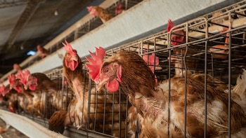 Los huevos del Perú: Medio internacional expone su producción entre jaulas, excrementos y animales muertos
