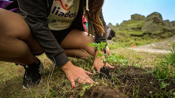 La reforestación con tabaquillos es
