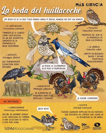 Varias aves son mencionadas
Crèditos: