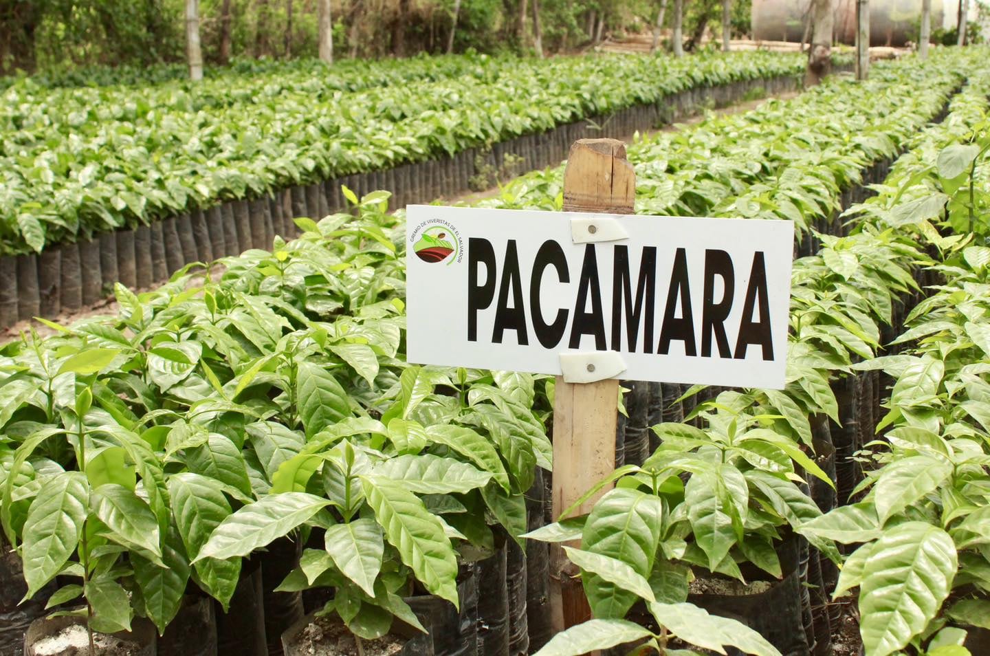 El Diario Oficial fijó nuevas fechas y un efecto inmediato que frena presiones legales sobre productores, mientras Bandesal admite una limitación de caja que complica el pago de papeles emitidos (Foto cortesía ISC)