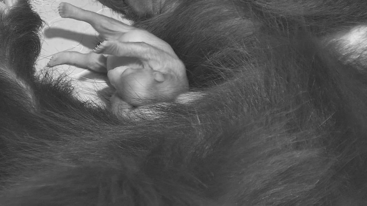 Durante sus primeros meses, las crías permanecen en un entorno protegido, bajo estricta vigilancia veterinaria, para asegurar su adaptación y bienestar antes de ser presentadas al público (Smithsonian’s National Zoo and Conservation Biology Institute)