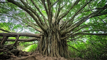 ¿De qué se trata la
