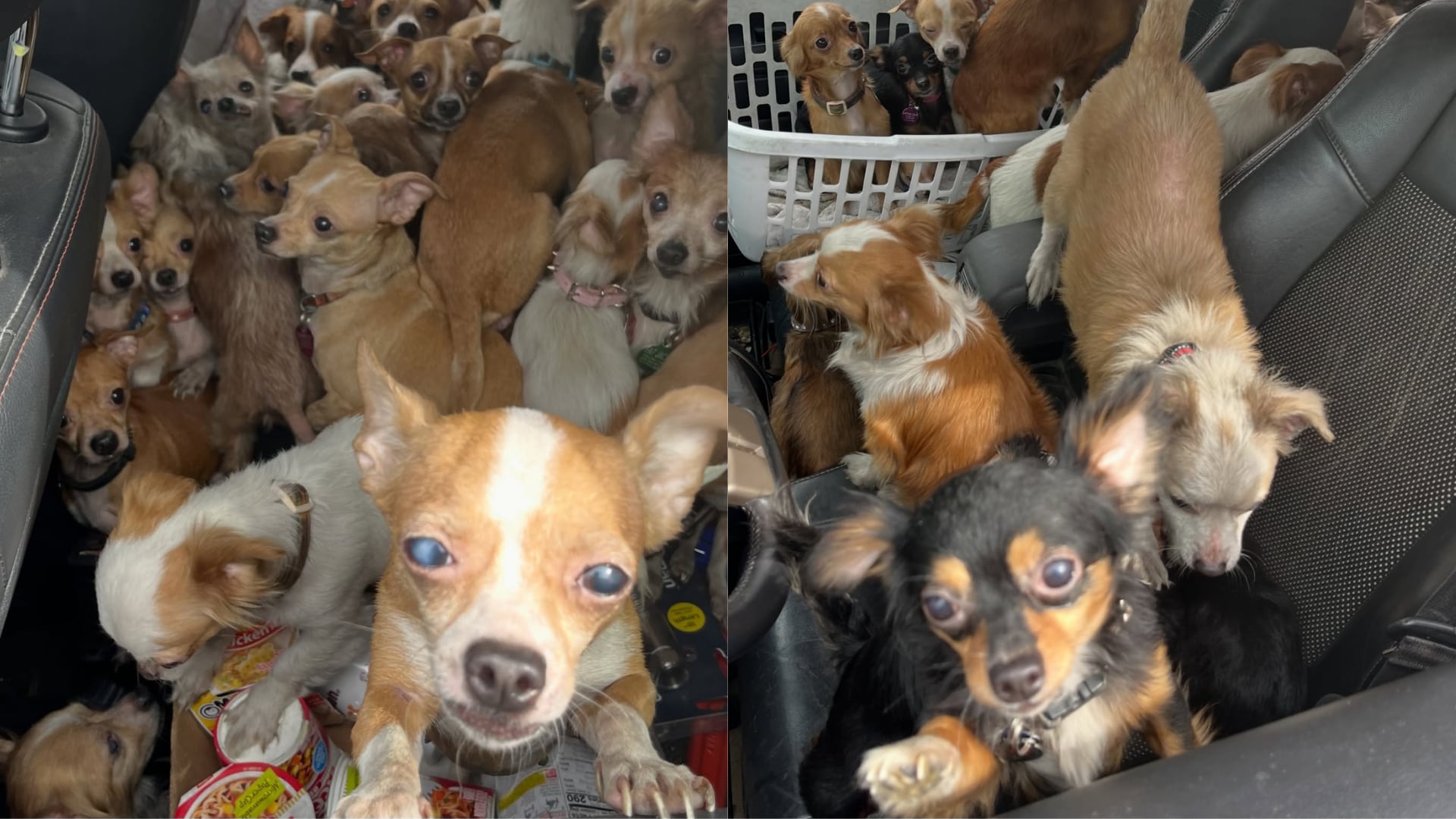 El operativo de emergencia logró salvar a todos los perros, que fueron encontrados distribuidos en diversas habitaciones y sin heridas (Facebook: Hobart Fire Department).