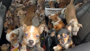 Más de 40 perros son rescatados de un incendio en una casa de Indiana