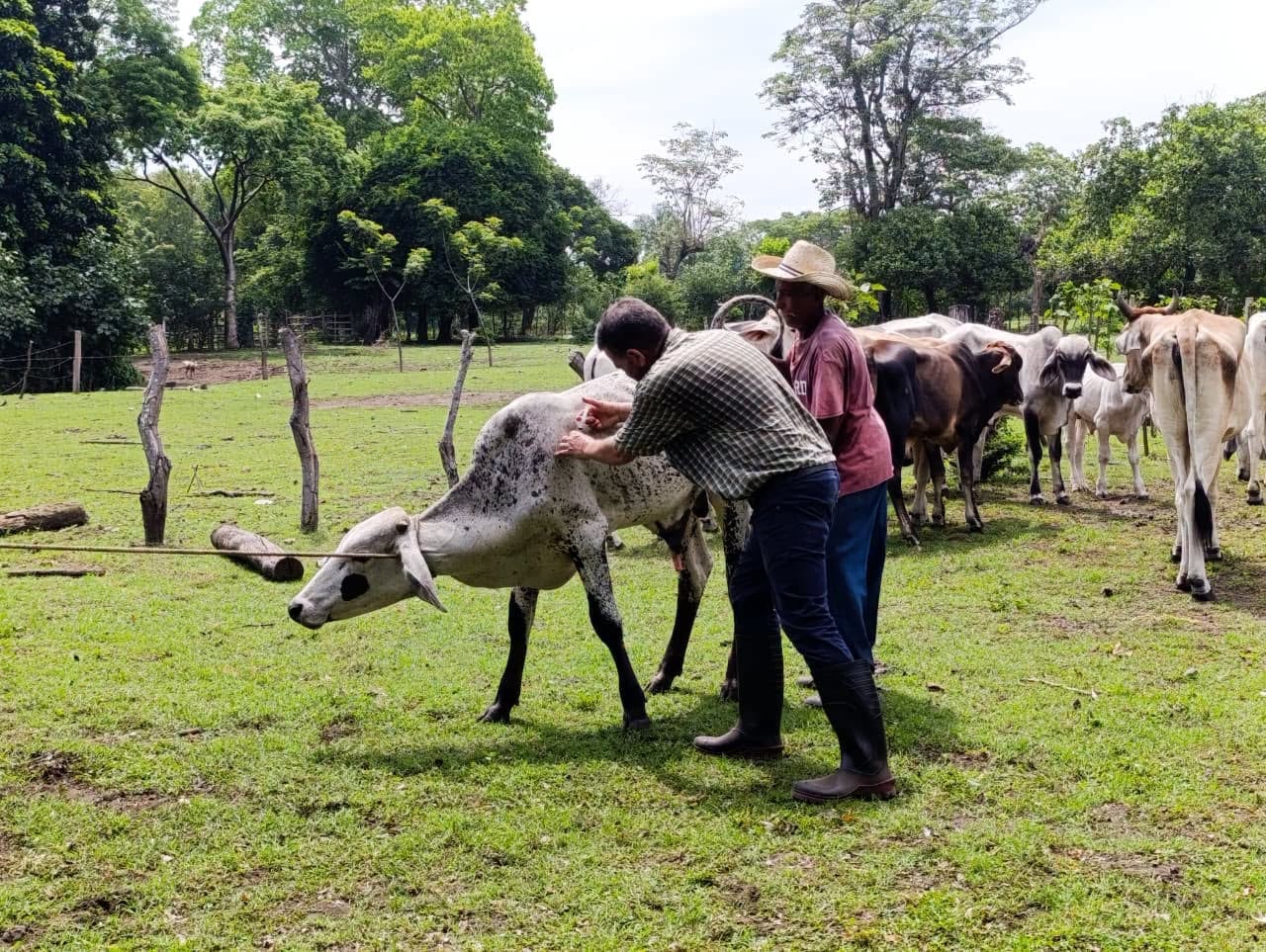 El MAGA inspeccionó 247.741 animales y verificó 10.169 unidades de transporte en 2026 para prevenir la propagación del gusano barrenador en Guatemala. (Ministerio de Agricultura, Ganadería y Alimentación)