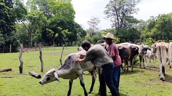 Agricultura de Guatemala inspeccionó 247,741 animales y revisó 10,169 transportes en 2026 para contener el gusano barrenador