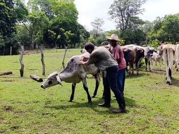 Dos hombres se encuentran junto a una vaca de pelaje blanco y negro en un pastizal. Al fondo se aprecian más vacas y un bosque