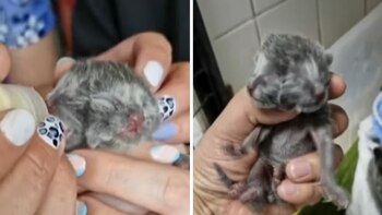 'Chechito" recibe la misma orden