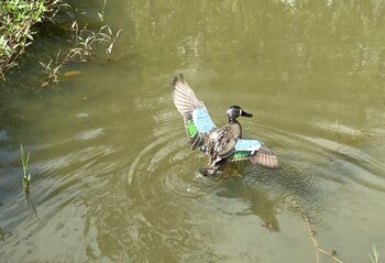 Especialistas en vida silvestre de