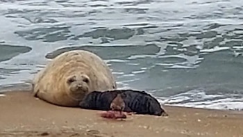 Un elefante marino nació en Mar del Plata por primera vez en décadas: cómo evoluciona y qué nombre recibió