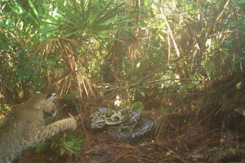 Un lince de color marrón claro con manchas oscuras se acerca a una pitón birmana enroscada en el suelo del bosque, rodeados de vegetación densa