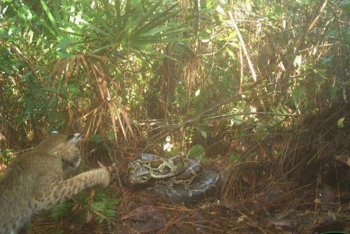 Imágenes de cámaras trampa registraron a felinos silvestres extrayendo y comiendo huevos de pitón en reservas naturales (USGS)