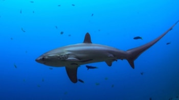 La Cumbre sobre Comercio Internacional