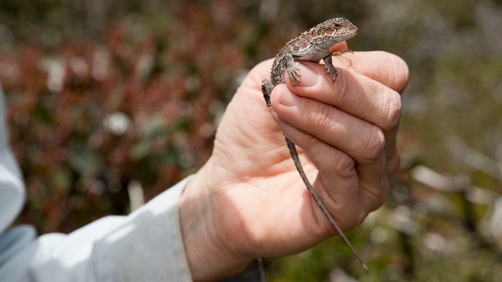 El estudio revela que las poblaciones de dragón de montaña en baja altitud ya han desaparecido por el cambio climático. (Heath Warwick del Museums Victoria)
