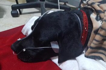 El perro resultó con una