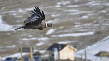El cóndor andino es un