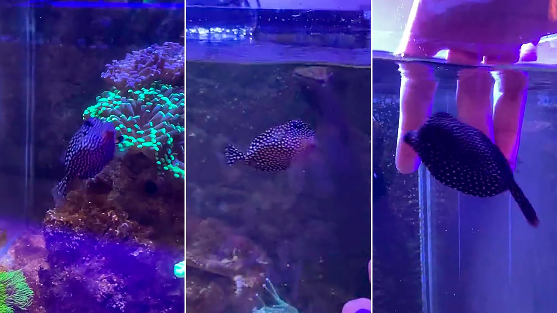 Globi, el pez cofre viral en TikTok, sorprende a millones con su comportamiento único y carismático