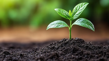 Esto puede ayudar a conservar la humedad del suelo (Imagen Ilustrativa Infobae)