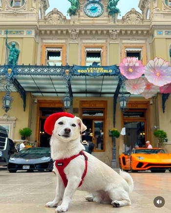 Viajar con mascotas implica no