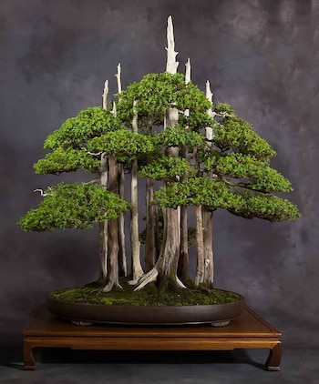 Lo que distingue a Goshin