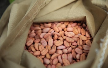 La roya del café en Guatemala descendió a 12.0 % en marzo de 2026 según el monitoreo nacional de Anacafé y Cedicafé. (Cortesía: Ministerio de Agricultura Ganadería y Alimentación)