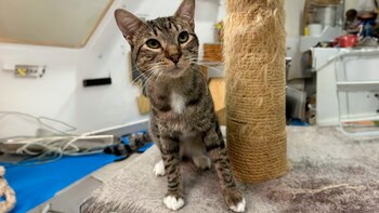 El gatito fue rescatado y