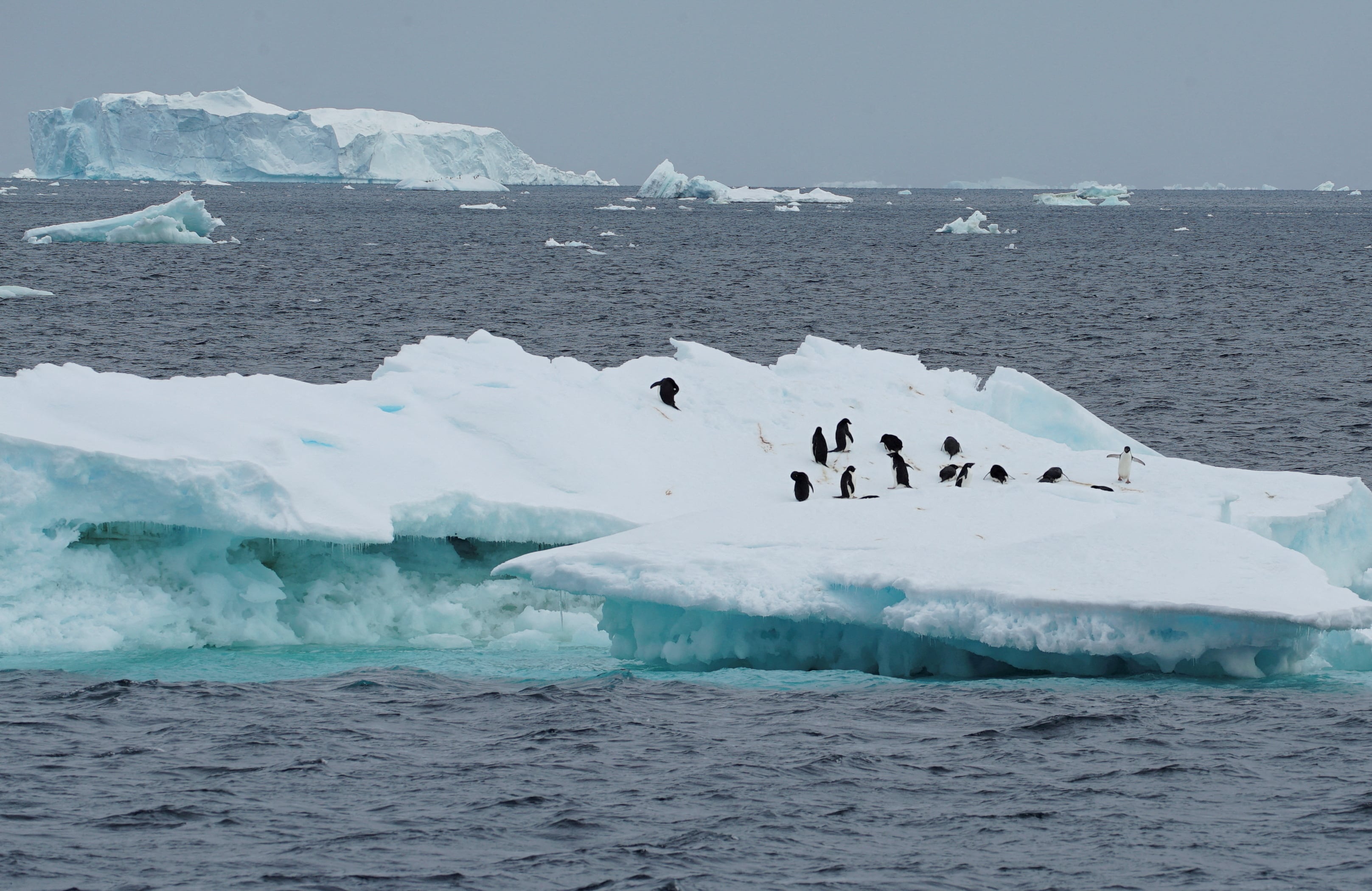 El pingüino emperador depende del hielo costero fijo para reproducirse, criar pichones y mudar su plumaje, afrontando un futuro incierto (REUTERS/Natalie Thomas)