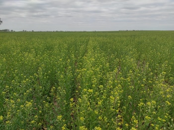 Nafta de aviación Camelina Quemú