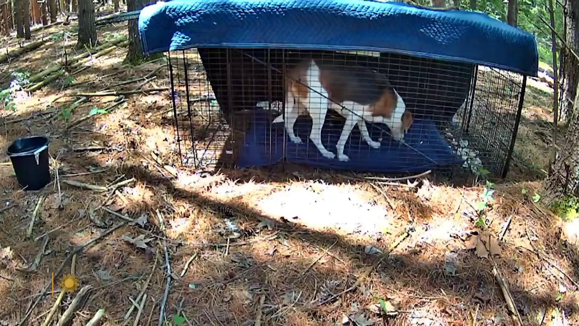 La voluntaria utilizó drones, cámaras trampa y jaulas con cebo para rastrear a los animales en el bosque (CBS Sunday Morning)