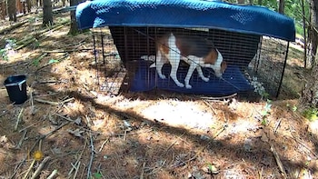 Un perro blanco y marrón dentro de una jaula metálica cubierta con una manta azul sobre un suelo de bosque con ramas secas