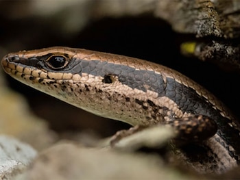 Primer plano de un lagarto con cabeza marrón y franjas oscuras laterales, sobre un fondo borroso. Su ojo oscuro y escamas detalladas son visibles