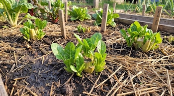 Un huerto muestra brotes de acelga en tierra húmeda con paja seca. Hay varios marcadores de madera entre las plantas de hoja verde.