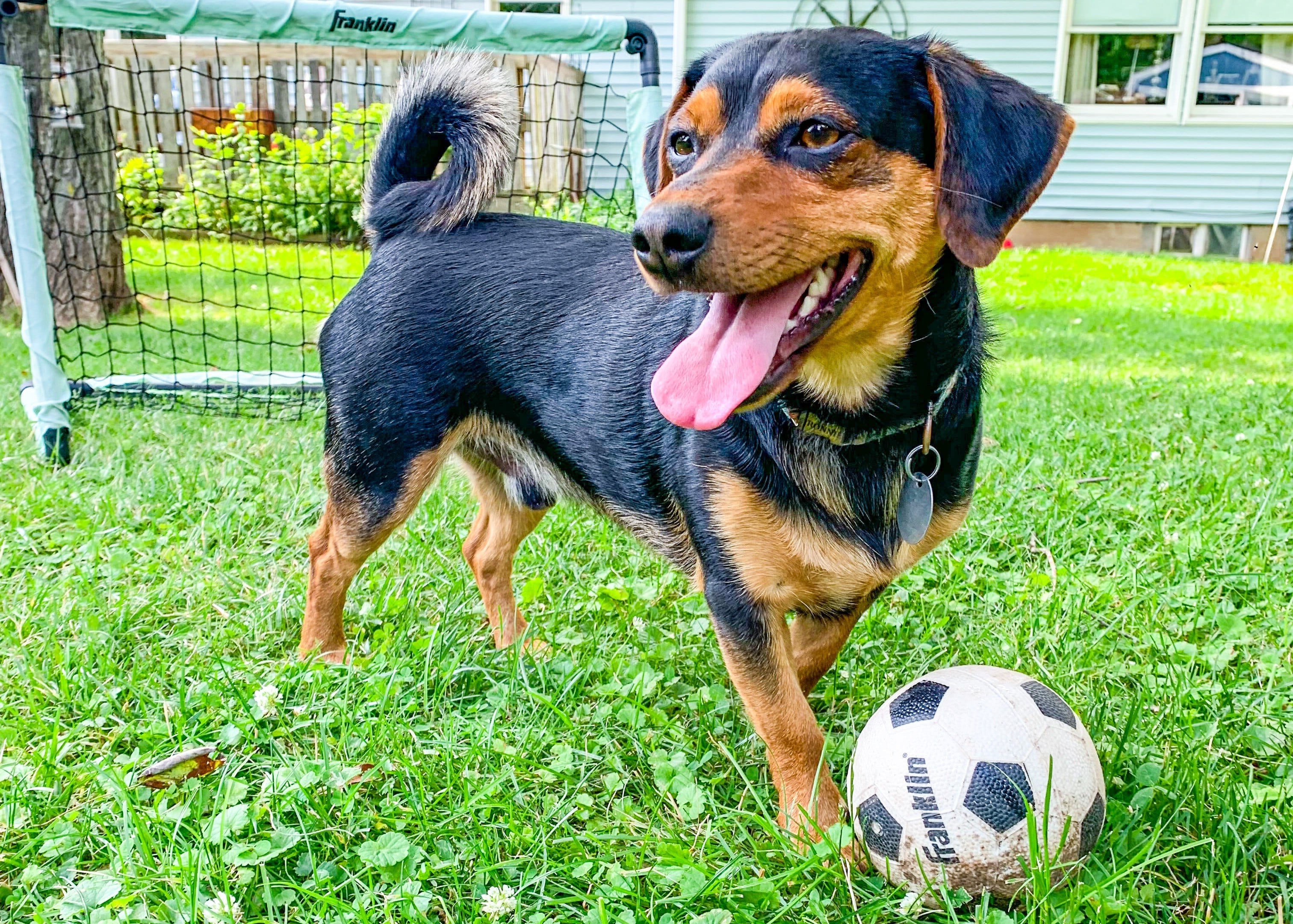 Ronaldo, un perro mestizo de chihuahua y dachshund que vive en Pensilvania (Stephanie Craveiro Katzman)
