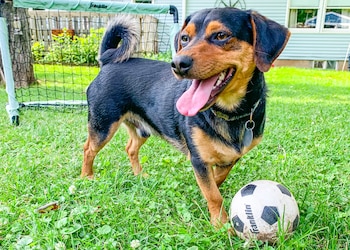 Perro de pelaje negro y tostado, posible Jagdterrier, con lengua fuera en césped verde. Balón de fútbol blanco y negro y portería pequeña al fondo