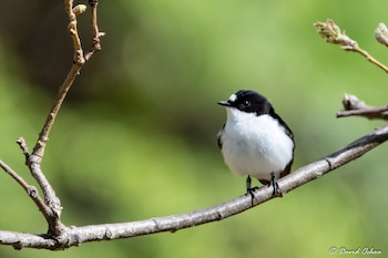 Las aves realizan una escala otoñal en la península ibérica y luego vuelan unas 40 horas sobre el Atlántico (David Ochoa)