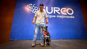 Barrabás, perro rescatado pasó el casting y participará en el musical Annie en Surco