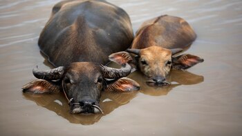Tailandia vigila el brote de