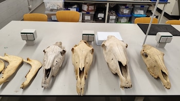 Identifican en Cataluña la mula