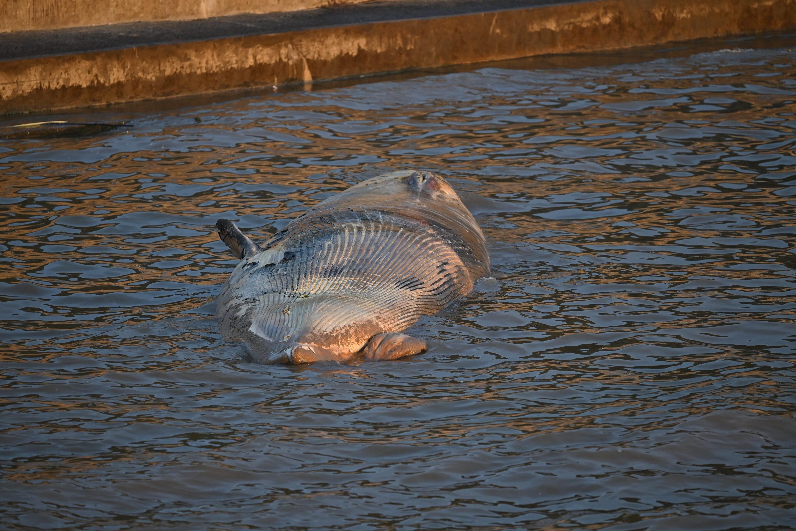 Ballena muerta encallada en la costanera de Vicente López (Fotografía: NA)