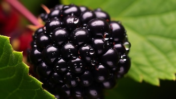 Las moras congeladas mantienen antioxidantes