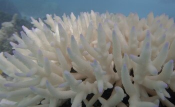 Coral afectado por blanqueamiento. UNIVERSIDAD