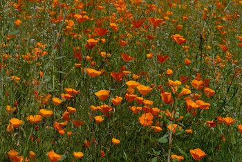 Este fenómeno natural "maravilloso" provoca