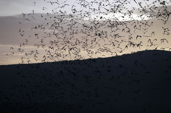 Miles de murciélagos salen de