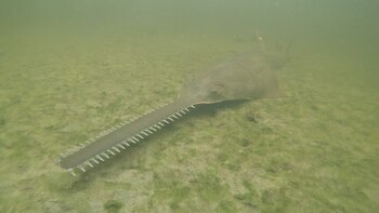 Esta enfermedad que hace que